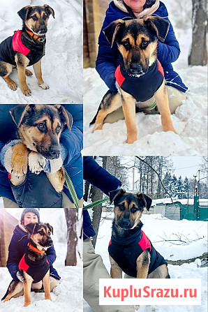 Щенки от овчарки даром Москва - изображение 2