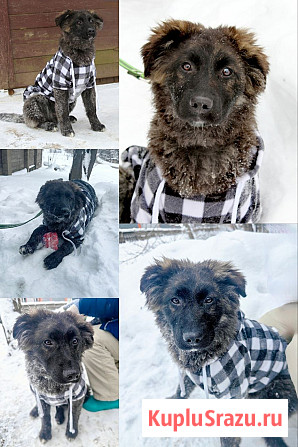 Щенки от овчарки даром Москва - изображение 4