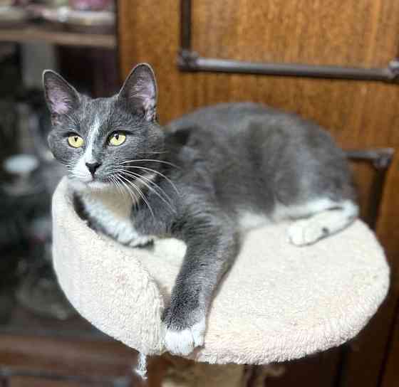 Красавчик кот ищет дом Одинцово