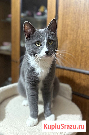 Красавчик кот ищет дом Одинцово - изображение 2