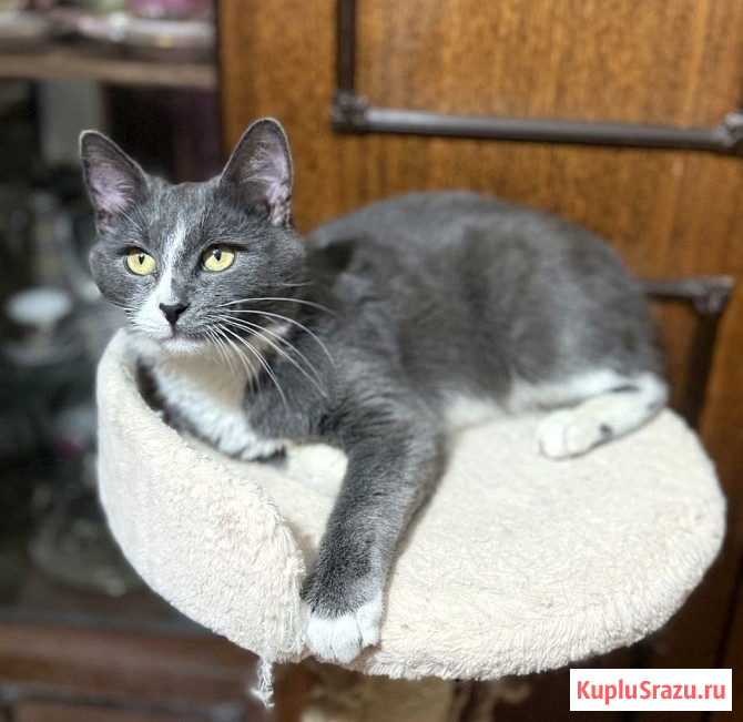 Красавчик кот ищет дом Одинцово - изображение 1