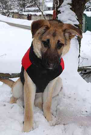 Щенок по имени Герда очень хочет быть любимой собакой Москва
