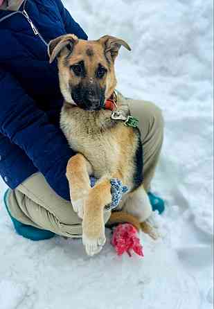 Щенок по имени Герда очень хочет быть любимой собакой Москва