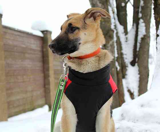 Щенок по имени Герда очень хочет быть любимой собакой Москва