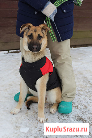 Щенок по имени Герда очень хочет быть любимой собакой Москва - изображение 2