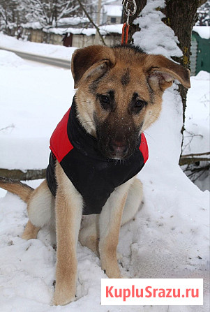 Щенок по имени Герда очень хочет быть любимой собакой Москва - изображение 4