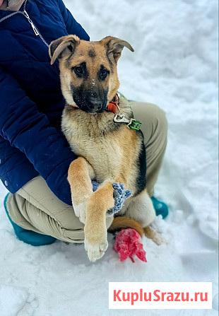 Щенок по имени Герда очень хочет быть любимой собакой Москва - изображение 1