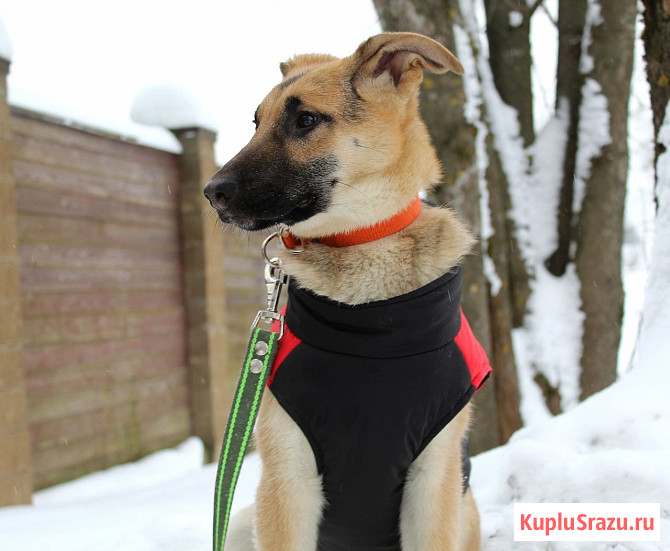 Щенок по имени Герда очень хочет быть любимой собакой Москва - изображение 3