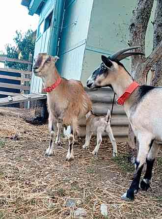 Козы и козел Новороссийск