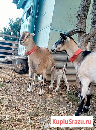 Козы и козел Новороссийск - изображение 1