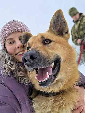 Красивый, умный молодой домашний пес Майор ищет дом Москва