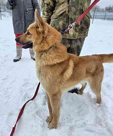 Красивый, умный молодой домашний пес Майор ищет дом Москва