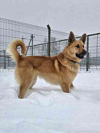 Красивый, умный молодой домашний пес Майор ищет дом Москва