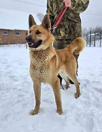 Красивый, умный молодой домашний пес Майор ищет дом Москва