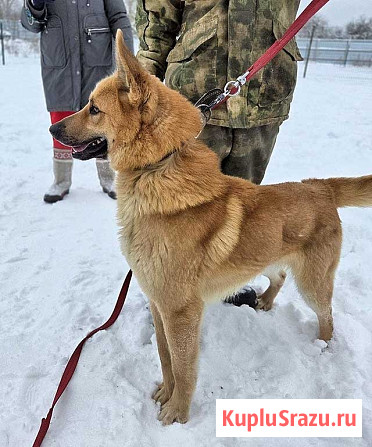 Красивый, умный молодой домашний пес Майор ищет дом Москва - изображение 4