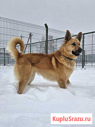 Красивый, умный молодой домашний пес Майор ищет дом Москва - изображение 1