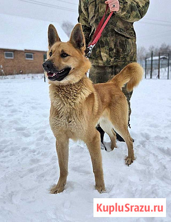 Красивый, умный молодой домашний пес Майор ищет дом Москва - изображение 3
