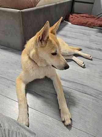 Умнейшая домашняя некрупная собачка-подросток Чапа ищет дом Москва