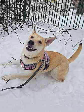 Умнейшая домашняя некрупная собачка-подросток Чапа ищет дом Москва