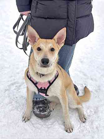 Умнейшая домашняя некрупная собачка-подросток Чапа ищет дом Москва