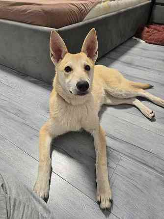 Умнейшая домашняя некрупная собачка-подросток Чапа ищет дом Москва