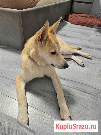 Умнейшая домашняя некрупная собачка-подросток Чапа ищет дом Москва - изображение 1