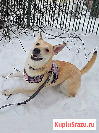 Умнейшая домашняя некрупная собачка-подросток Чапа ищет дом Москва - изображение 2