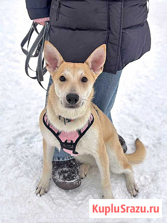 Умнейшая домашняя некрупная собачка-подросток Чапа ищет дом Москва - изображение 3