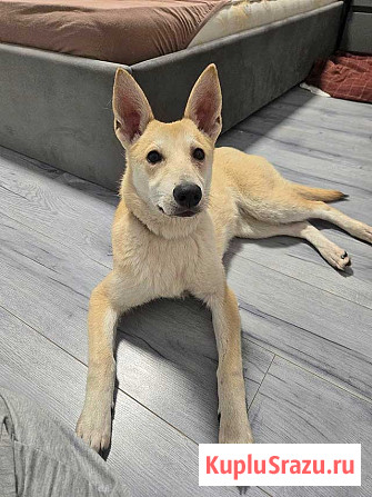 Умнейшая домашняя некрупная собачка-подросток Чапа ищет дом Москва - изображение 4