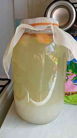 Морской рисовый гриб Уфа