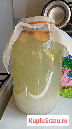 Морской рисовый гриб Уфа - изображение 3