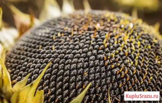 Семена гибрид подсолнечника Клип (Клеарфильд) Зерноград - изображение 1