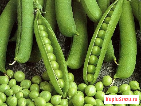 Семена гороха ярового Аксайский усатый 7 Усатый кормовой Зерноград - изображение 1