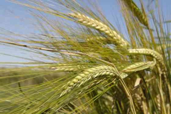 Семена ячменя ярового Зерноград