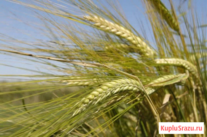 Семена ячменя ярового Зерноград - изображение 1