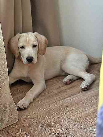 Ищет дом Баки — солнечный щенок, метис бигля Рязань