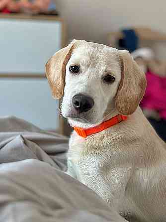 Ищет дом Баки — солнечный щенок, метис бигля Рязань