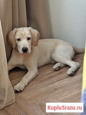 Ищет дом Баки — солнечный щенок, метис бигля Рязань - изображение 3