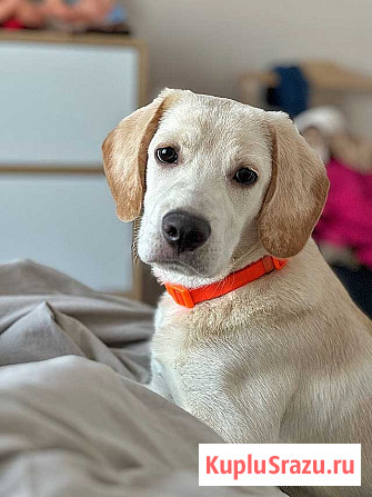 Ищет дом Баки — солнечный щенок, метис бигля Рязань - изображение 1