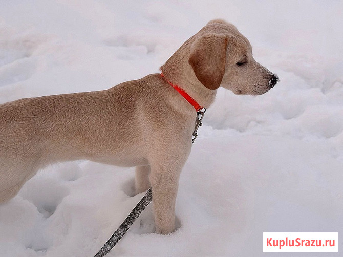 Ищет дом Баки — солнечный щенок, метис бигля Рязань - изображение 4