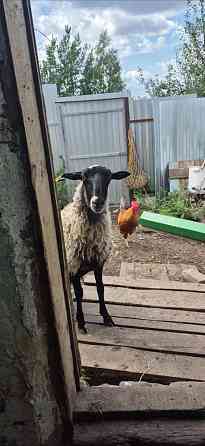 Овцы и бараны Романовской породы Ульяновск