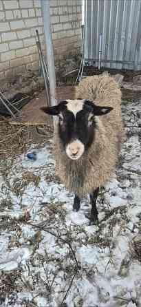 Овцы и бараны Романовской породы Ульяновск