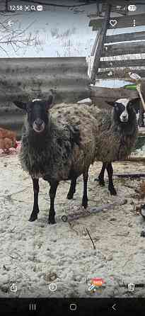 Овцы и бараны Романовской породы Ульяновск