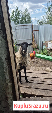 Овцы и бараны Романовской породы Ульяновск - изображение 2