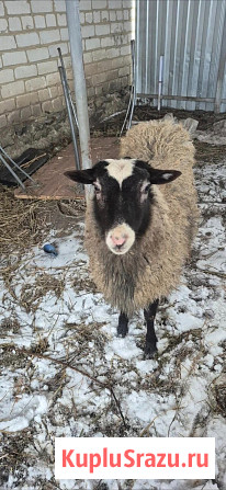 Овцы и бараны Романовской породы Ульяновск - изображение 1