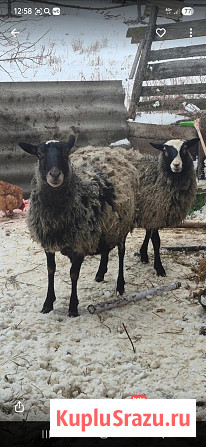Овцы и бараны Романовской породы Ульяновск - изображение 3