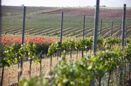 Участок СНТ, ДНП 120 сот. на продажу в Бахчисарае Бахчисарай