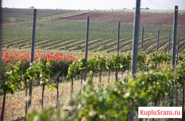 Участок СНТ, ДНП 120 сот. на продажу в Бахчисарае Бахчисарай - изображение 3