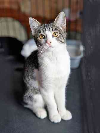 Трогательный, нежный котенок-подросток Месси ищет дом Москва