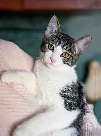 Трогательный, нежный котенок-подросток Месси ищет дом Москва
